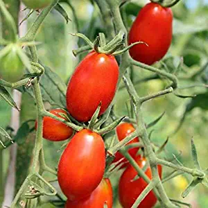 100+Roma Tomato Seeds Paste Sauce Canning Salads Garden | Patio Container - Damien Linn