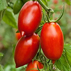 100 Seeds Roma Tomato Seeds Paste Sauce Canning Salads Garden/Patio Container #CDBTM